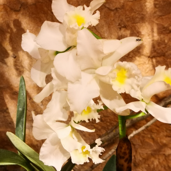 Fontfroide_2022
